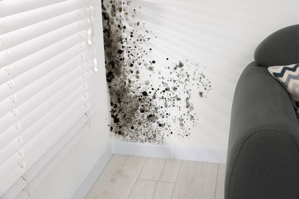 White wall affected with mold in room