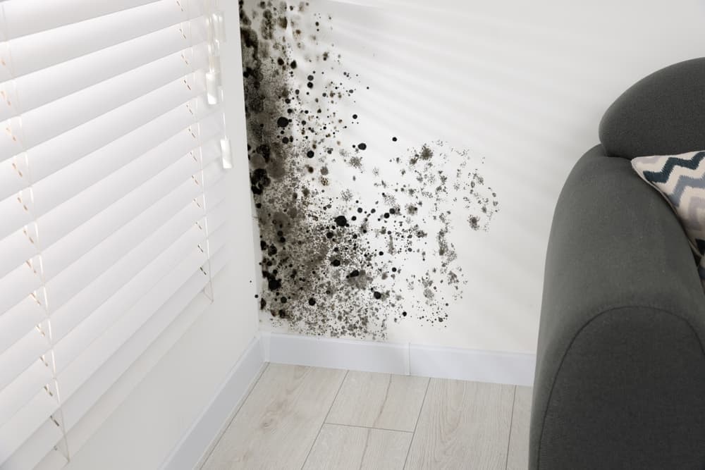 Dealing With Repeated Complaints: Noise, Damp and Neighbours